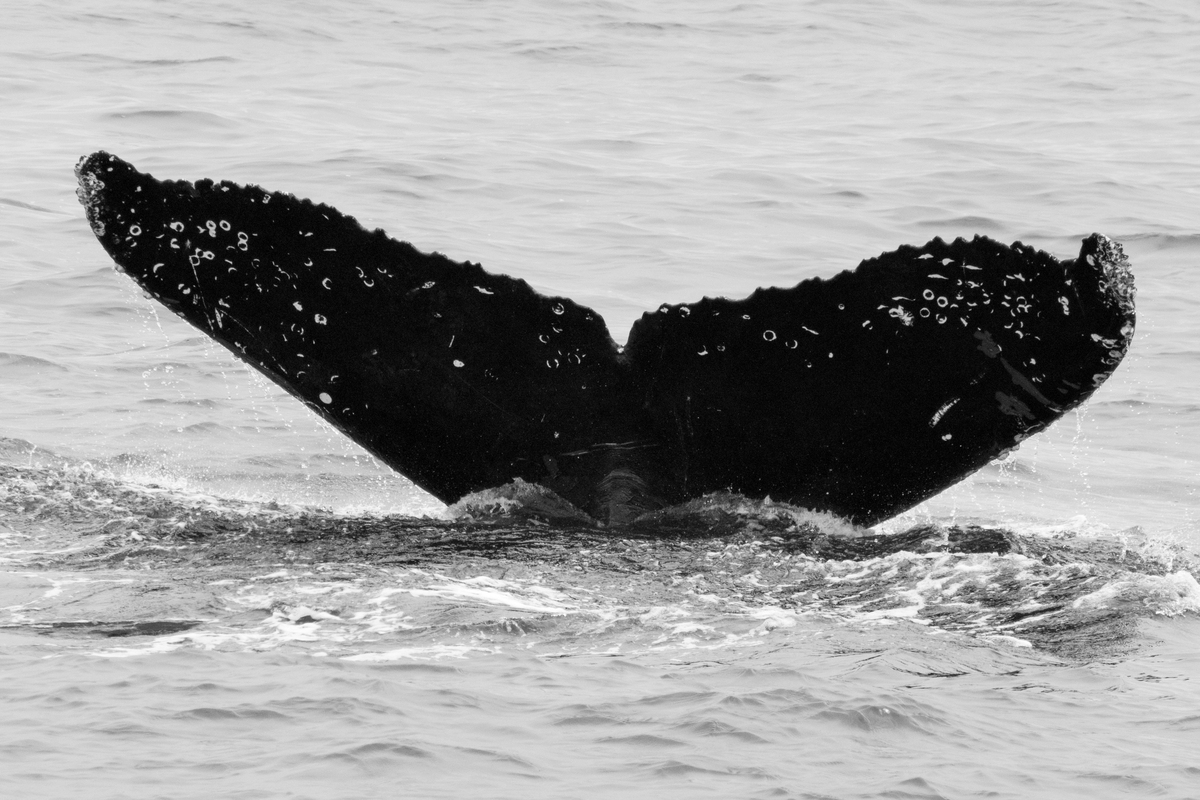 Fluke of CRC-11778