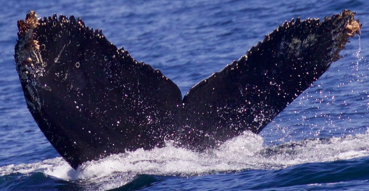 Fluke of CRC-12343