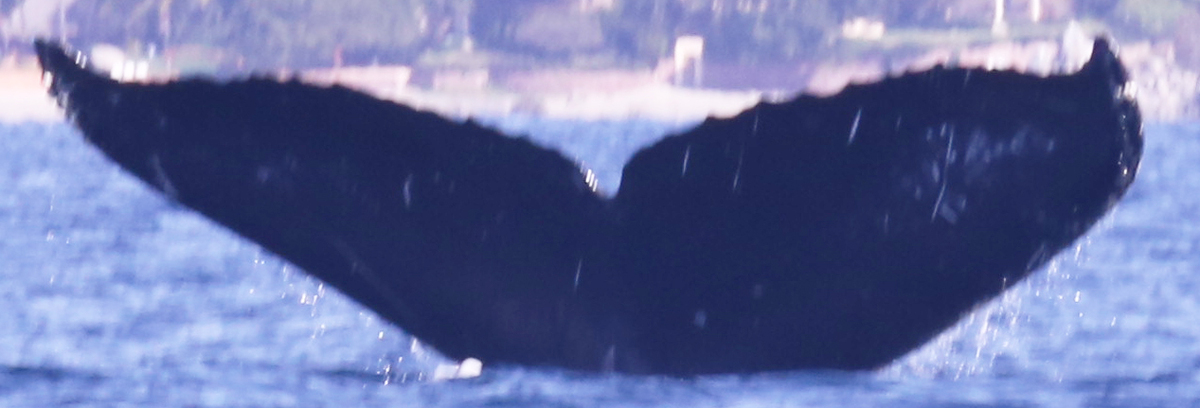 Fluke of CRC-11334