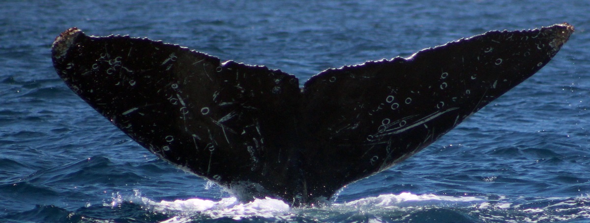 Fluke of CRC-16234