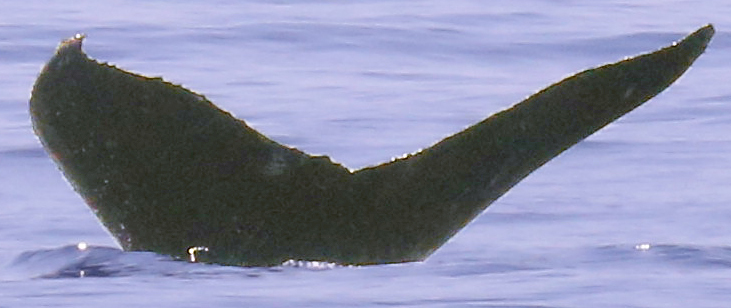 Fluke of CRC-12508
