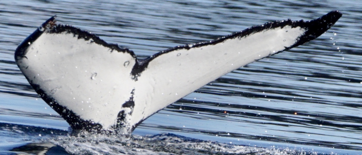 Fluke of SEAK-5318