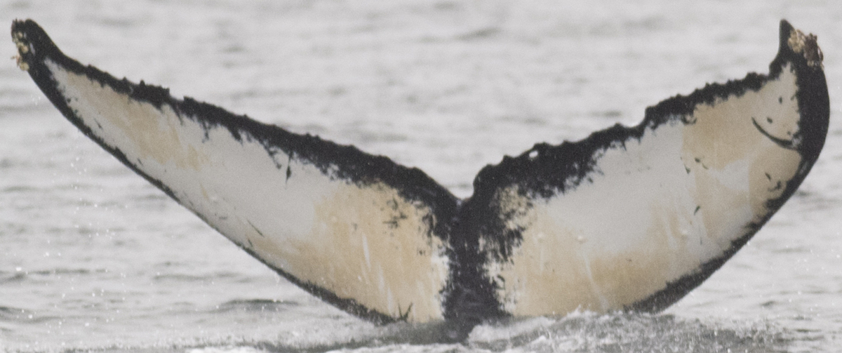 Fluke of Biosignature (FS)