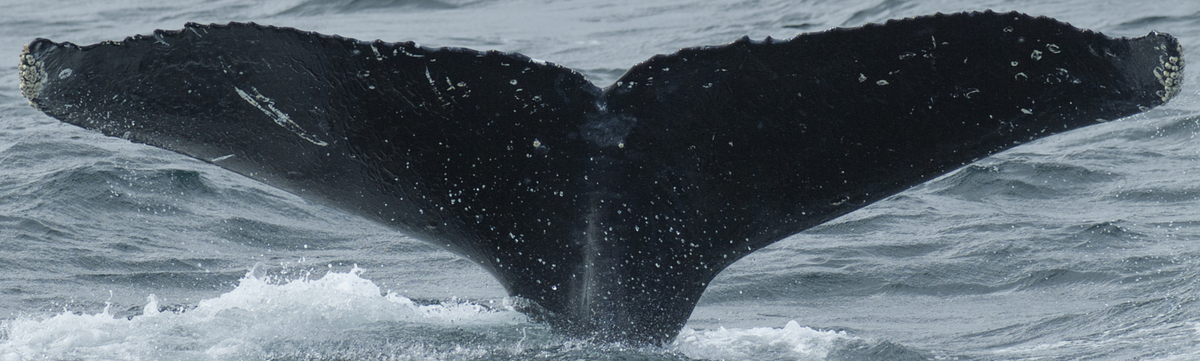 Fluke of HW-MN0430002