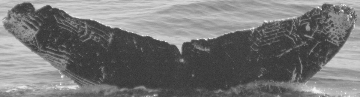 Fluke of CRC-9029