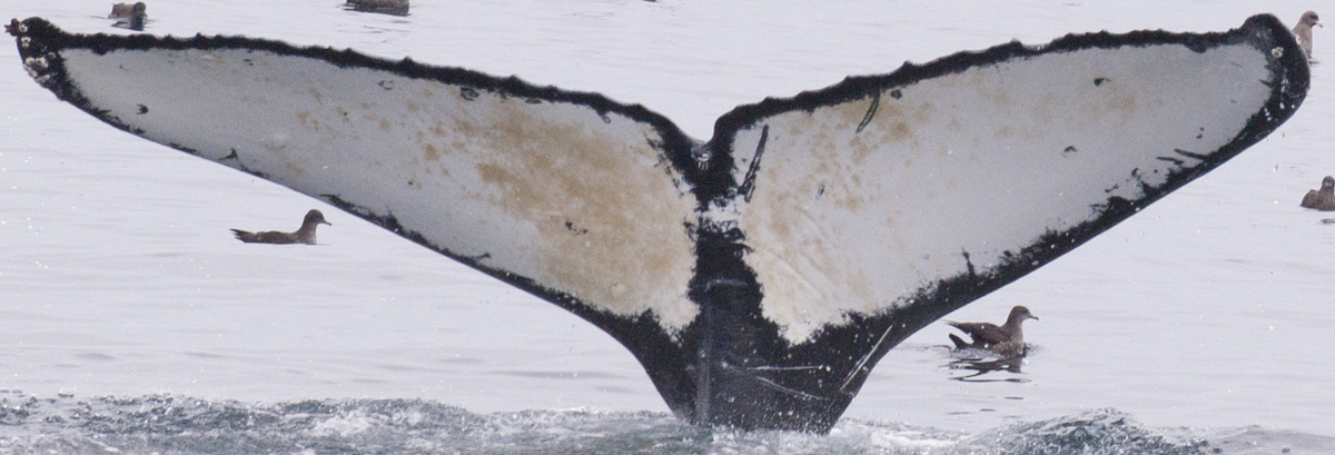 Fluke of HW-MN0430005