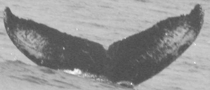 Fluke of Ocean Maggie (California)