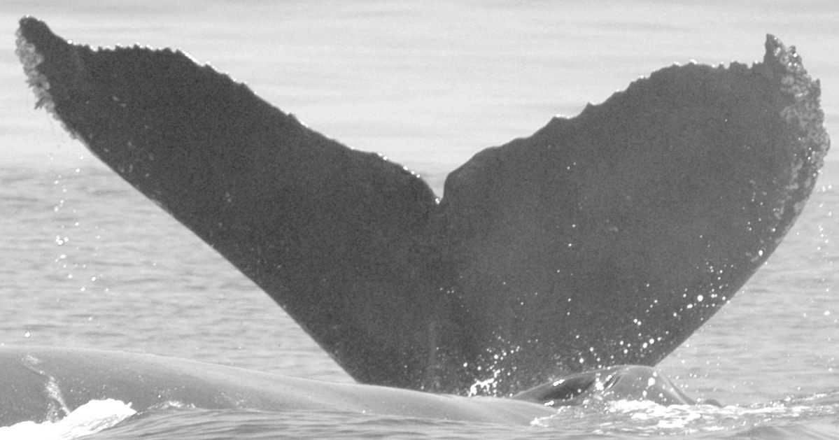 Fluke of CRC-9038