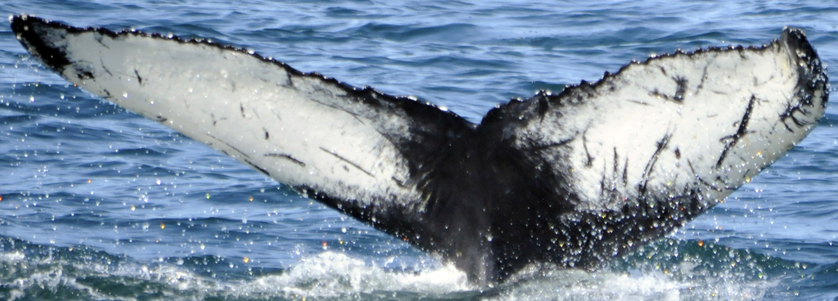 Fluke of Vivi (Iceland)
