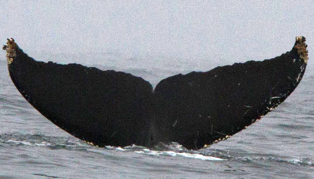 Fluke of CRC-11888