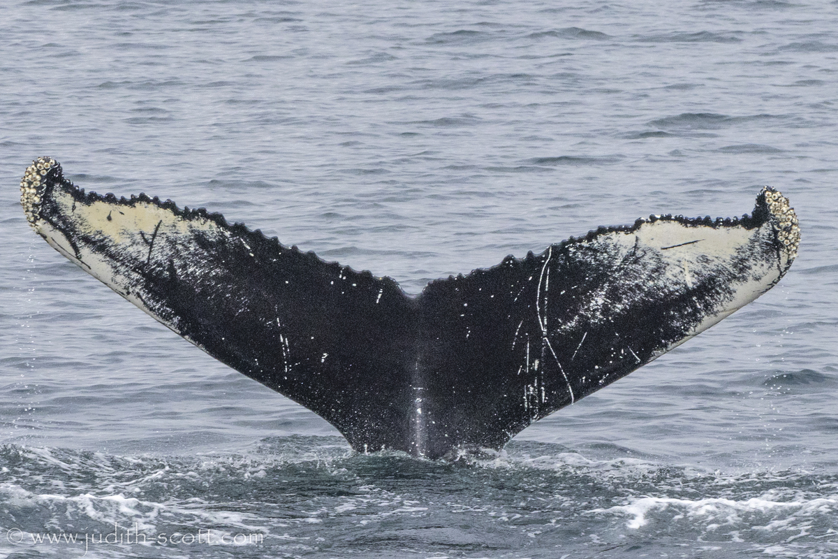 Fluke of Dark Knight (Iceland) aka Slice (Husavik)