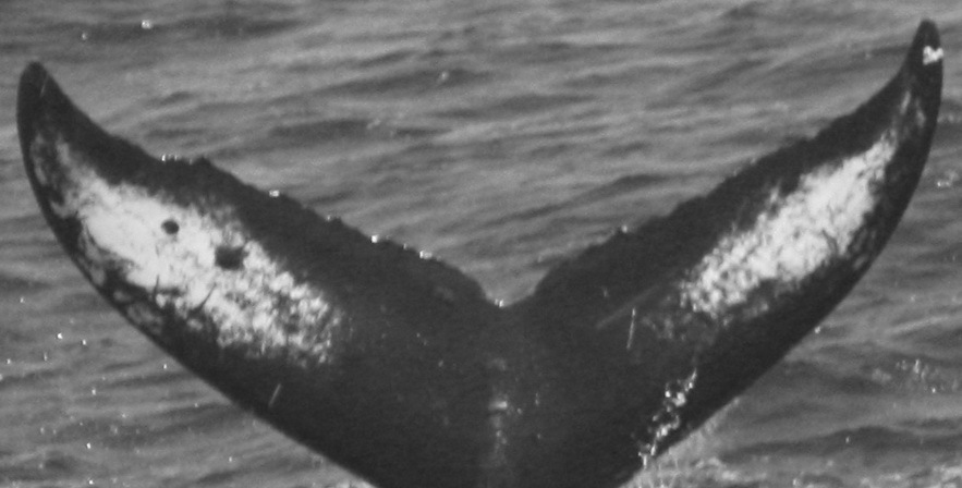 Fluke of CRC-12449