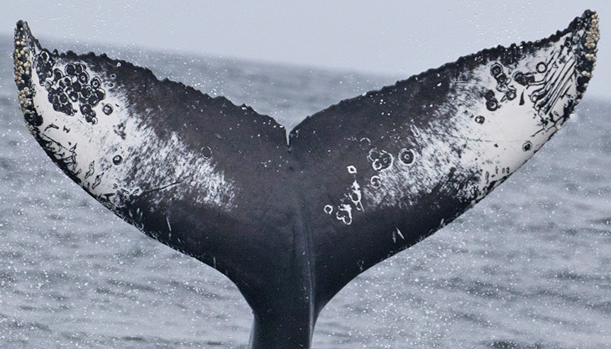 Fluke of Lemur (California)