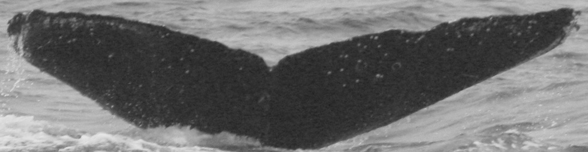 Fluke of CRC-10966