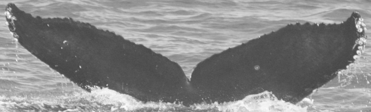 Fluke of CRC-15189
