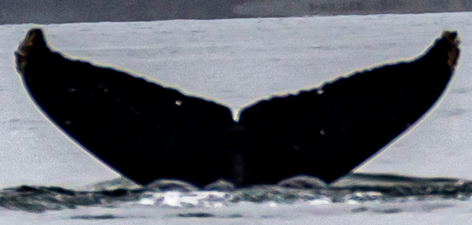 Fluke of Eyelet (SE Alaska) aka Blinski