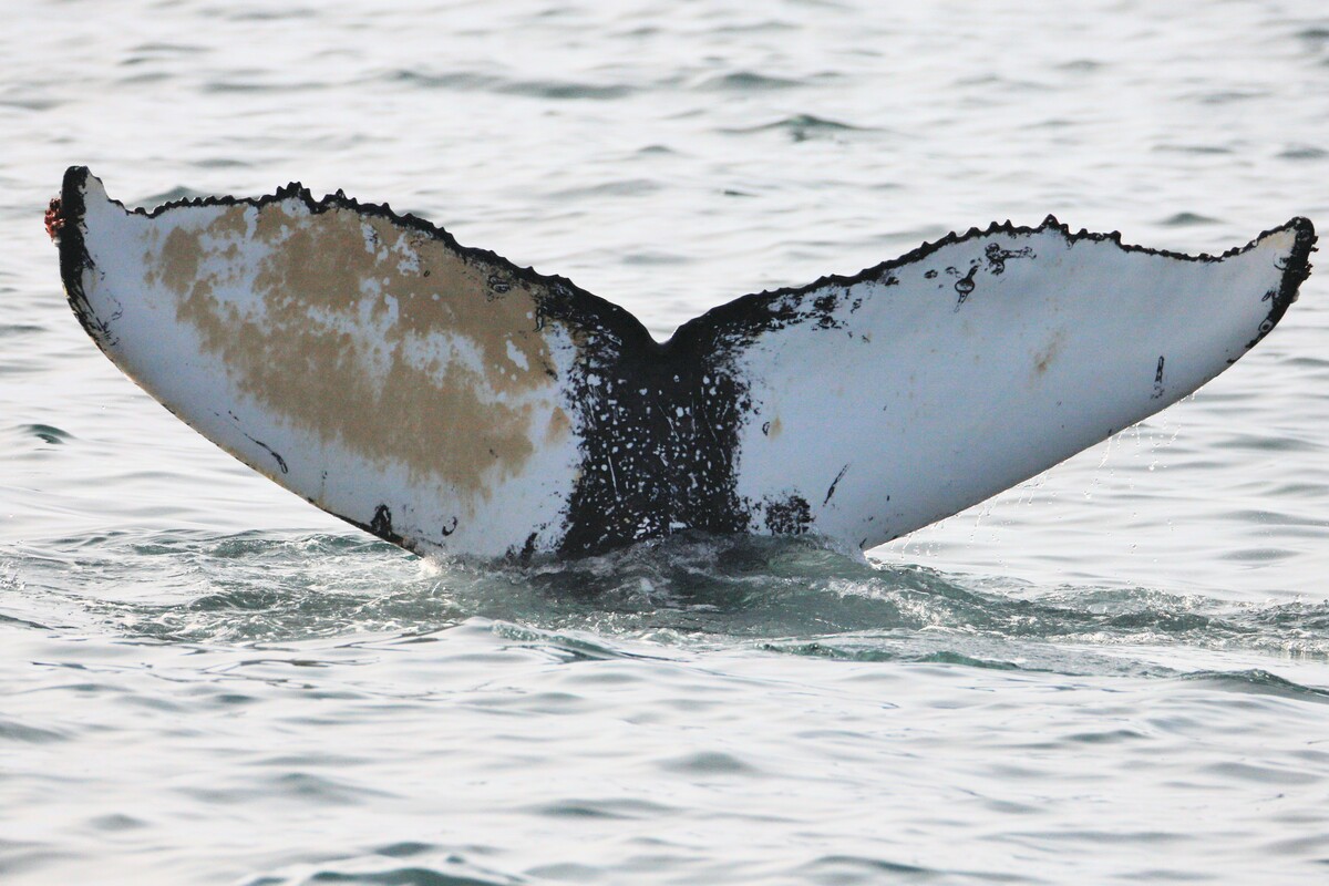 Fluke of Bestie (Husavik) aka Ladybird (Westfjords)