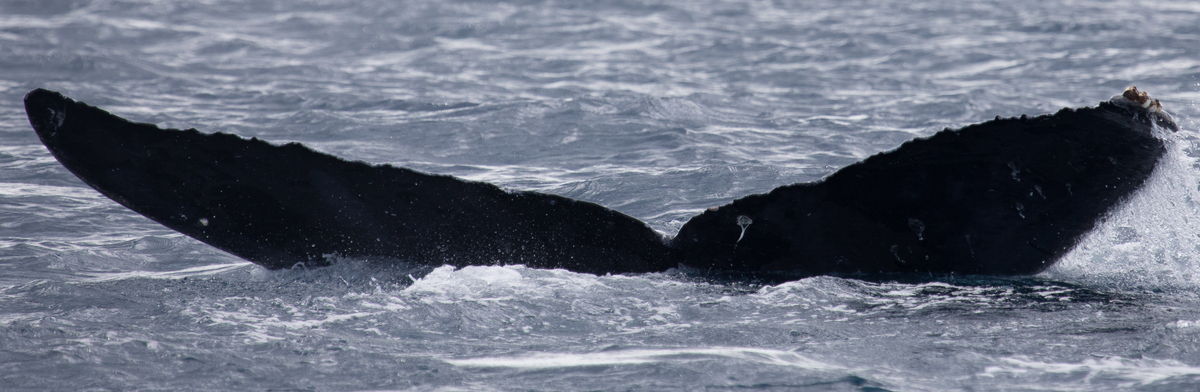 Fluke of Amy (BC)