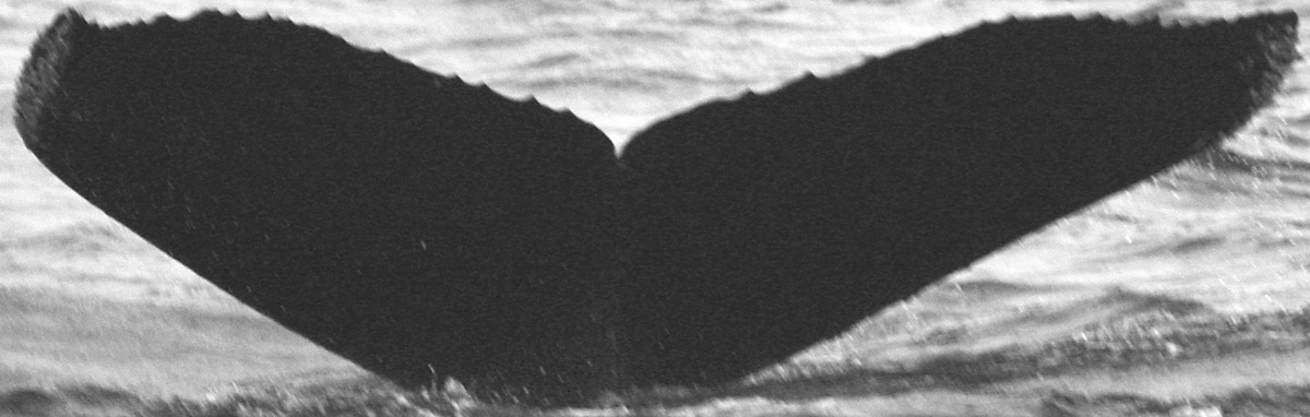 Fluke of CRC-12377