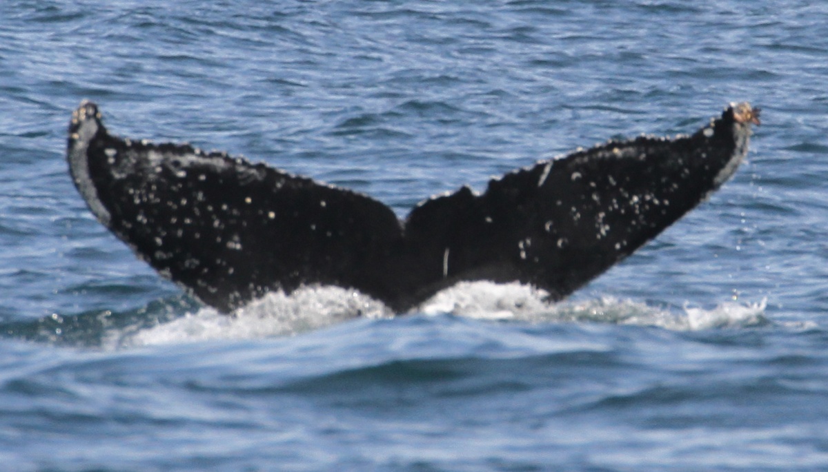 Fluke of CRC-17787