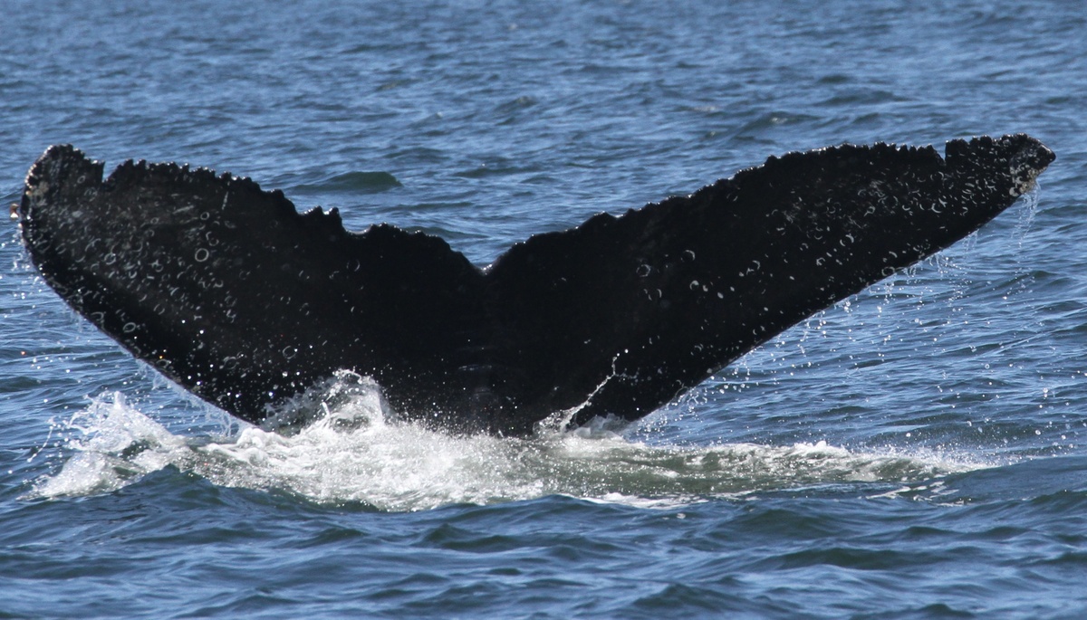 Fluke of CRC-15498