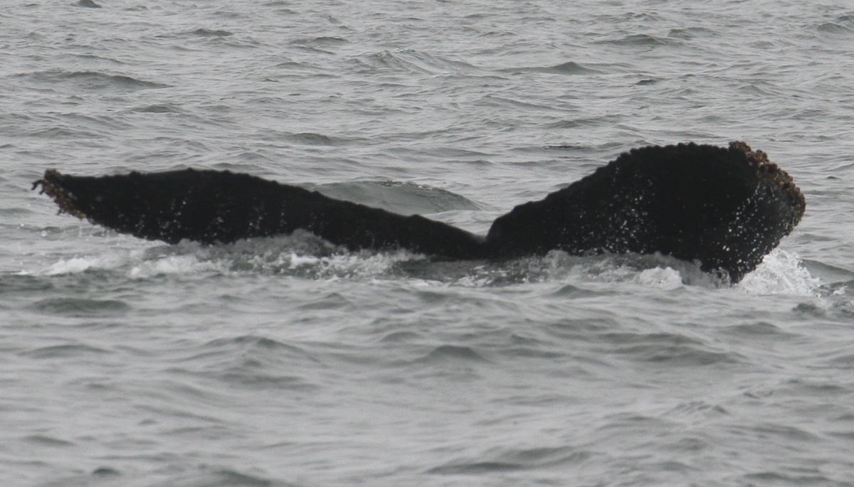 Fluke of CRC-10067