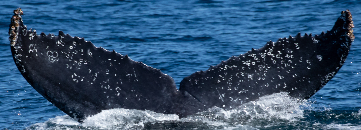 Fluke of CRC-18258