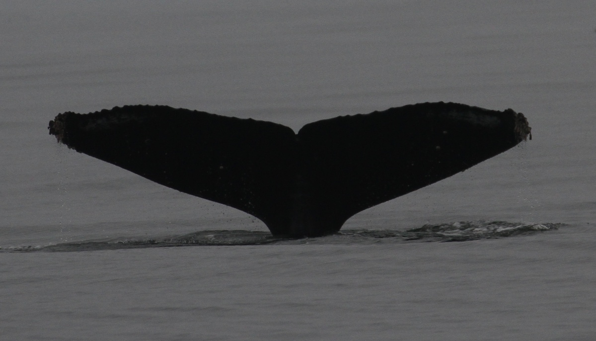 Fluke of CRC-12401