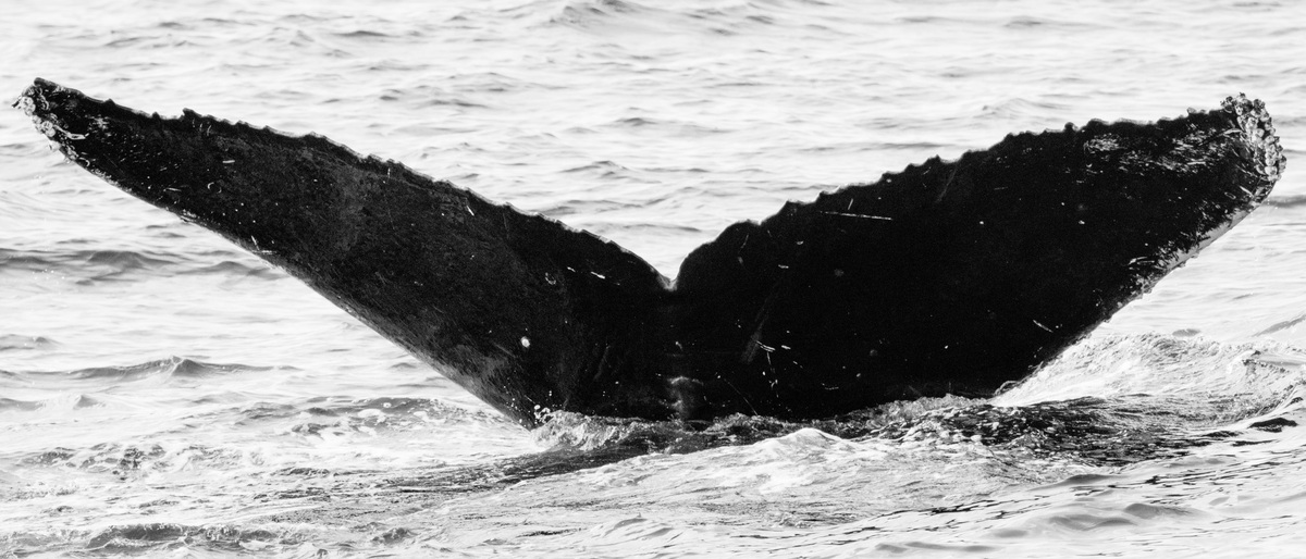 Fluke of CRC-12113