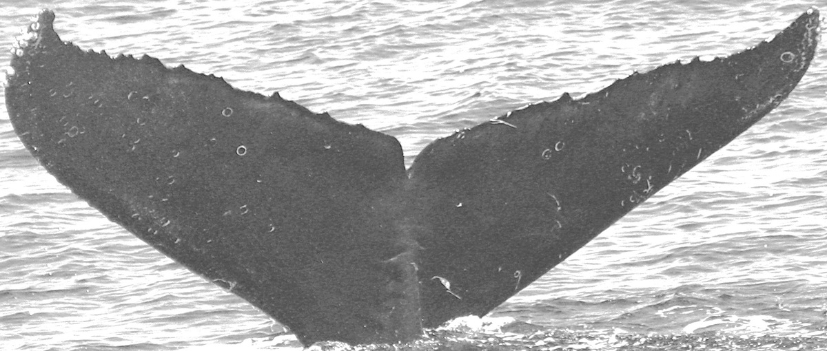 Fluke of CRC-12389