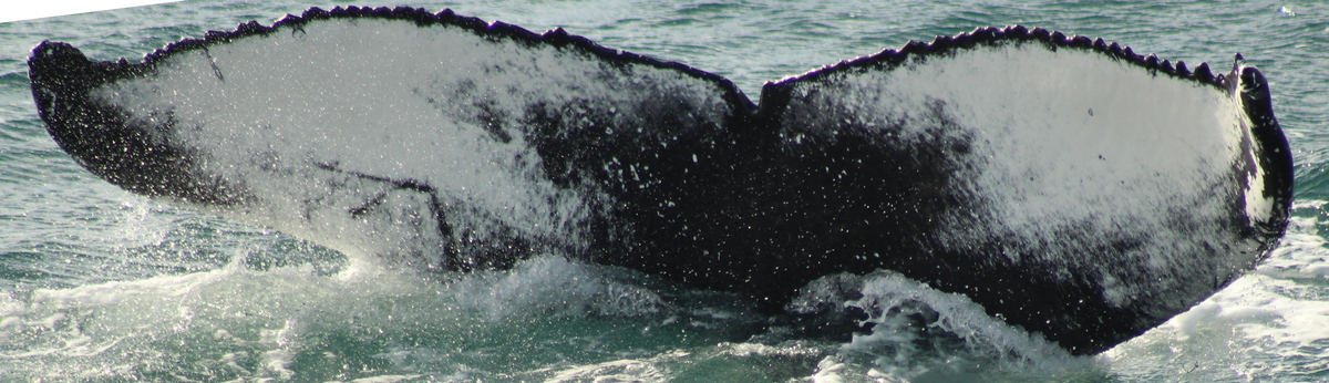 Fluke of Allen (Westfjords) aka Pretty Jumper (Husavik)