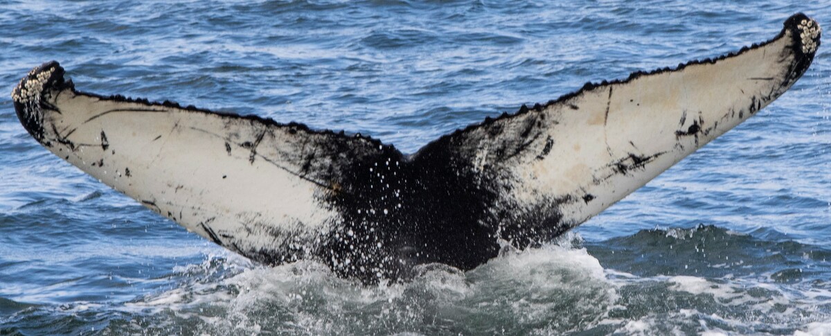 Fluke of Rod (Westfjords)