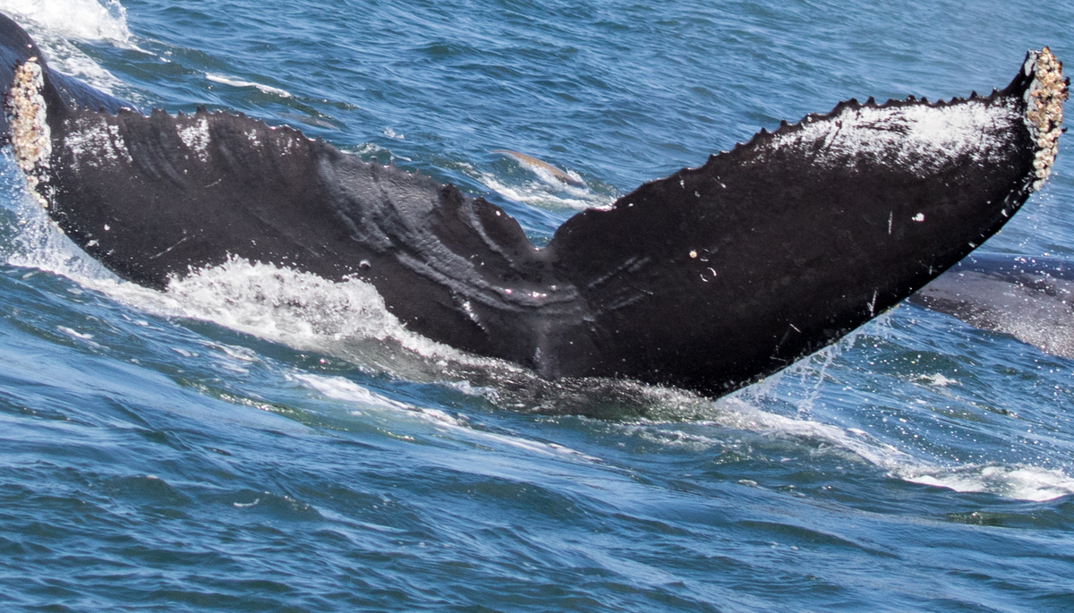 Fluke of CRC-15343