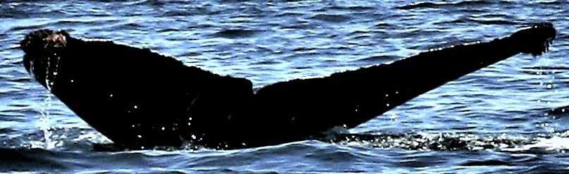 Fluke of Shell (WA/BC)