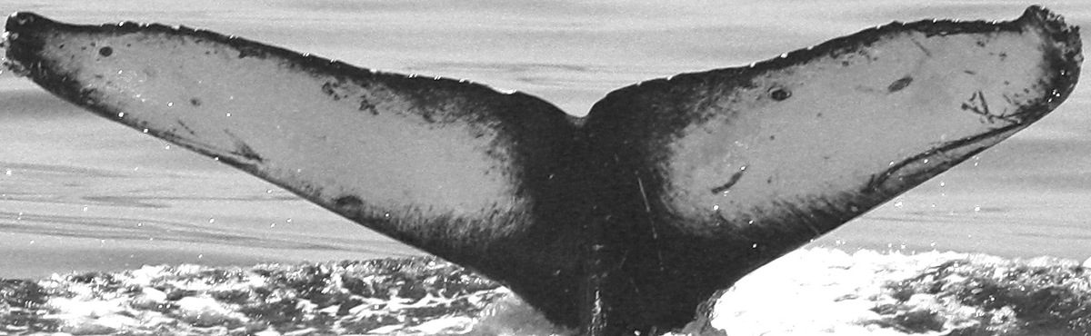 Fluke of CRC-15411
