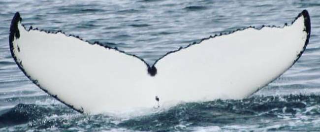 Fluke of HW-MN0101521