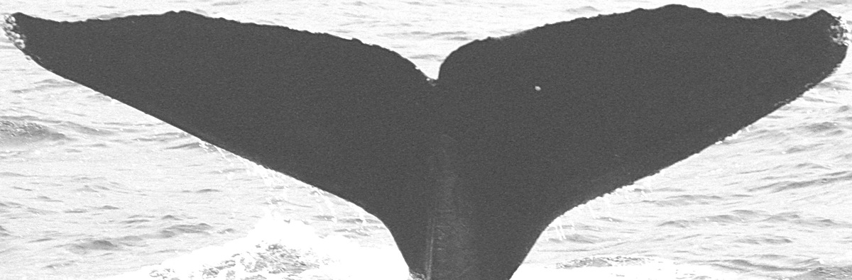 Fluke of CRC-10594