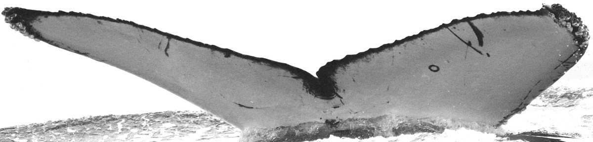 Fluke of CRC-15186