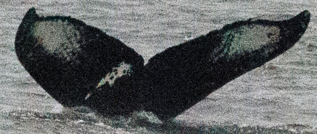 Fluke of SEAK-1708