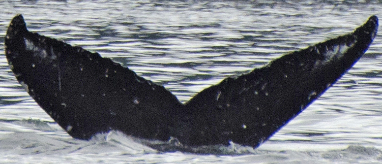 Fluke of SEAK-2437