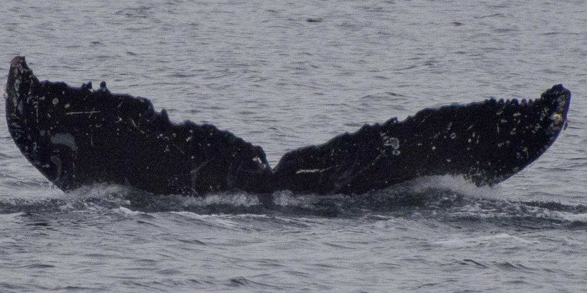 Fluke of SEAK-5630