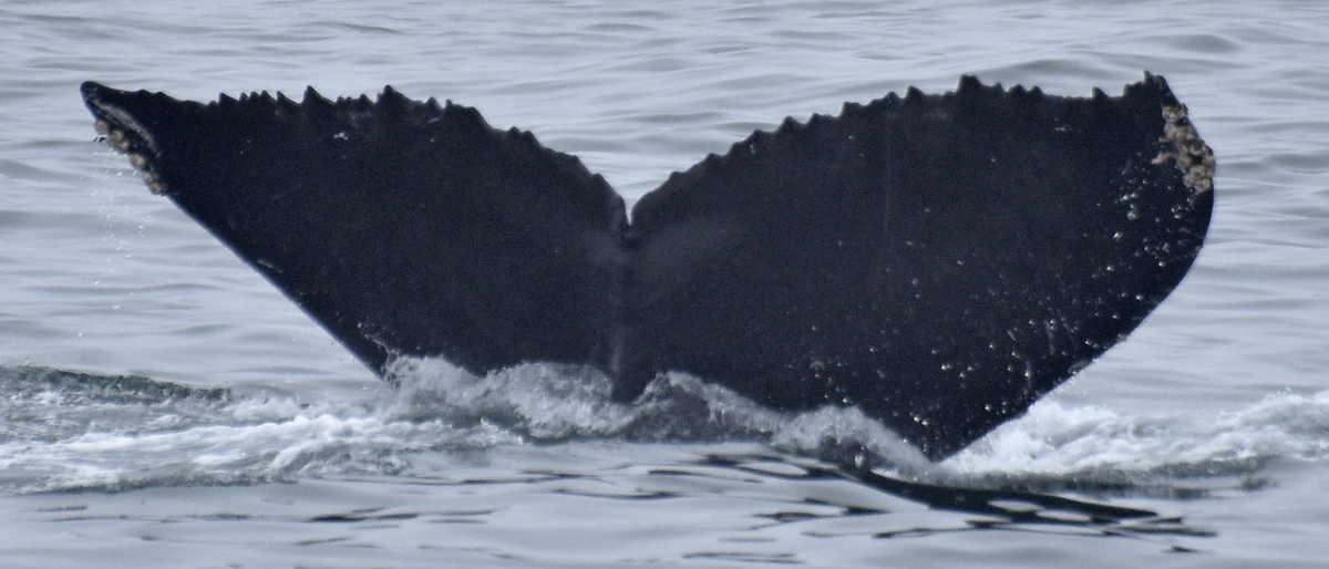 Fluke of CRC-15399