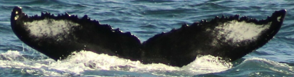 Fluke of HW-MN0101574