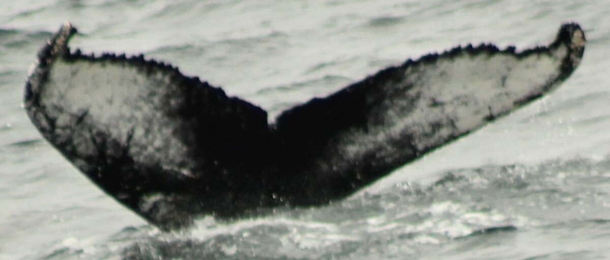Fluke of HW-MN0101577