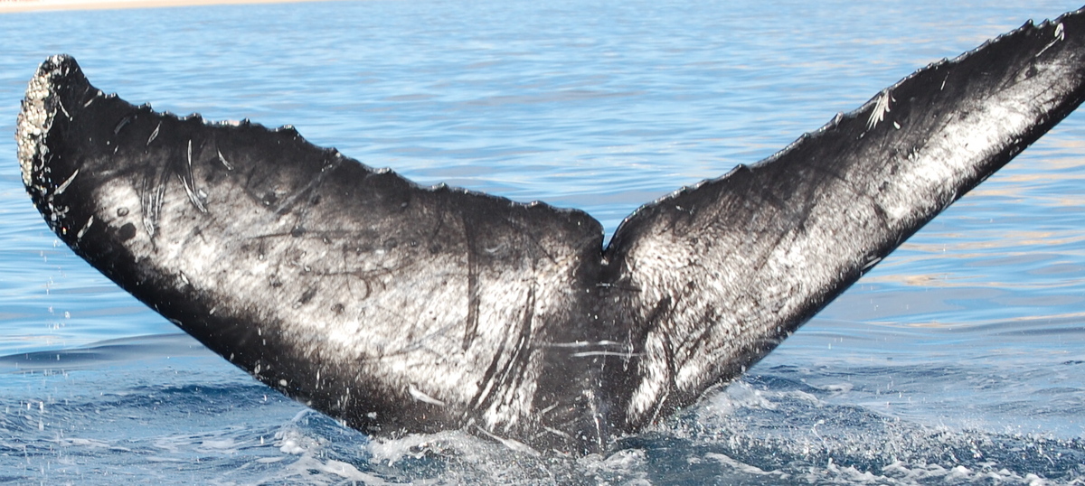 Fluke of Trusky (Guerrero)