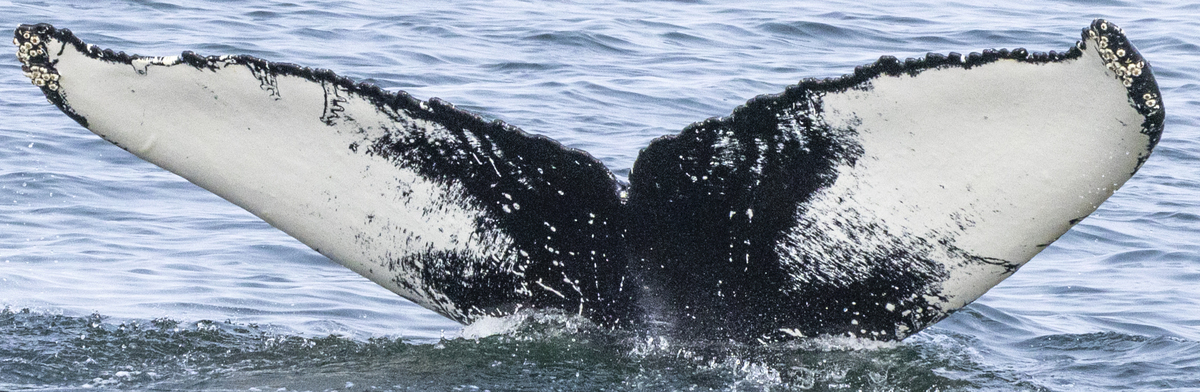 Fluke of HW-MN0101627