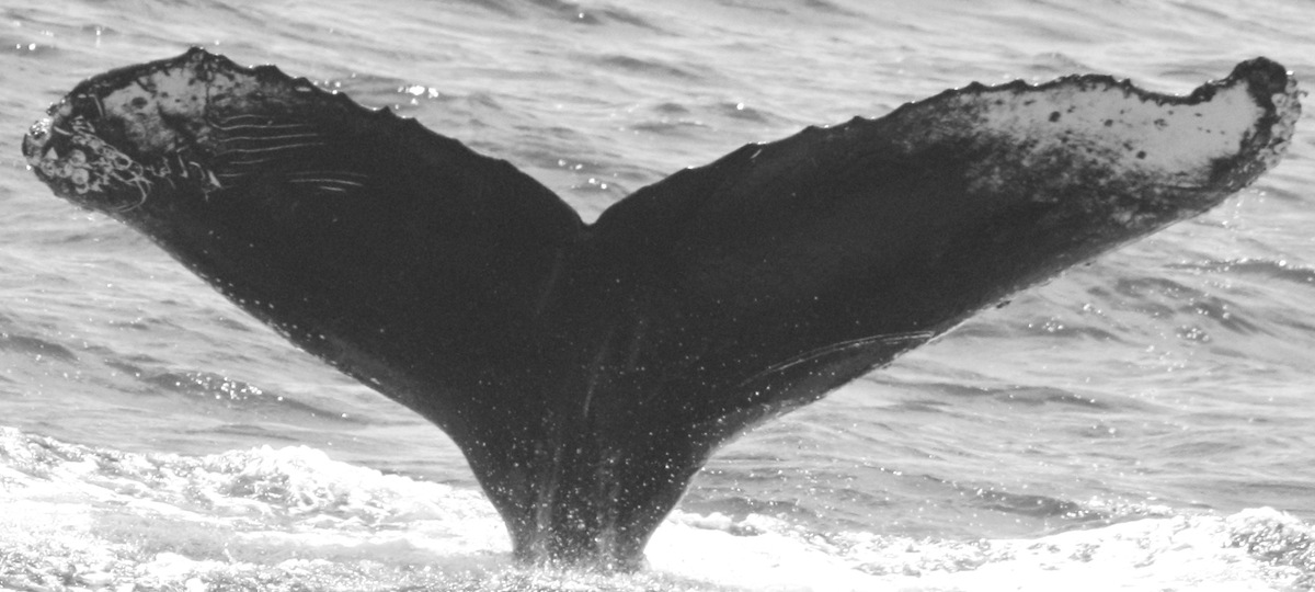 Fluke of CRC-15559