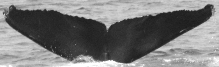 Fluke of Chin Up (California)