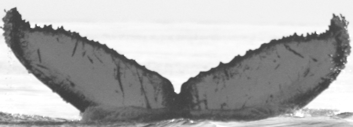 Fluke of CRC-14055