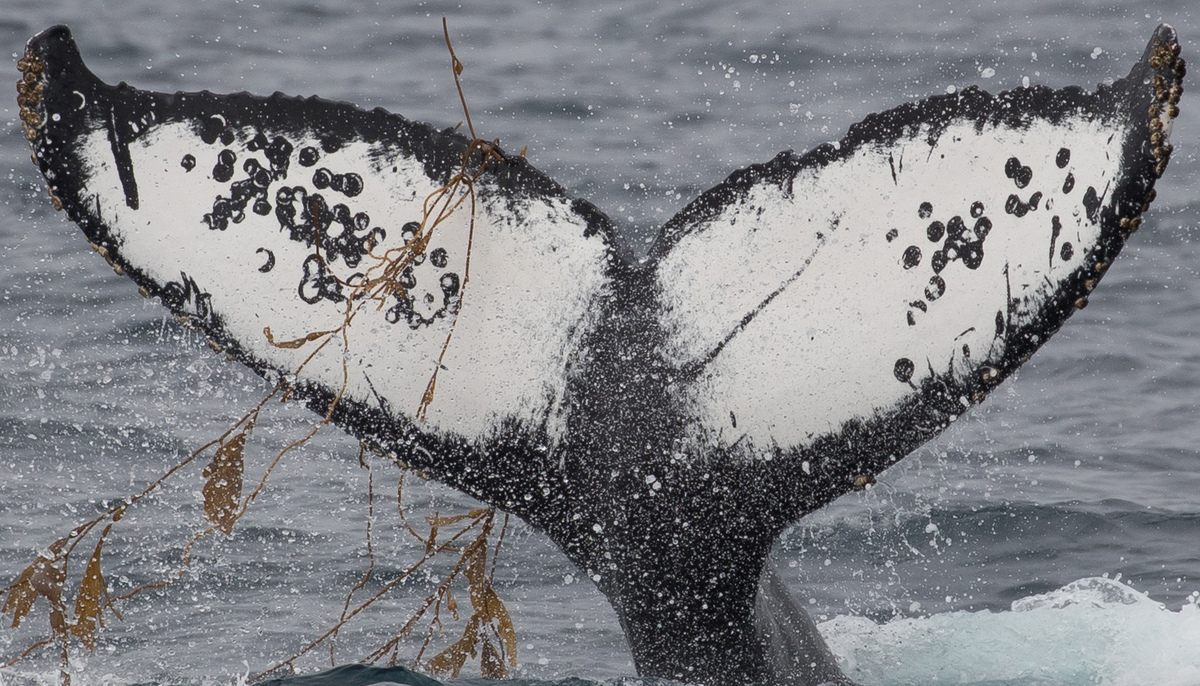 Fluke of Ring (California)